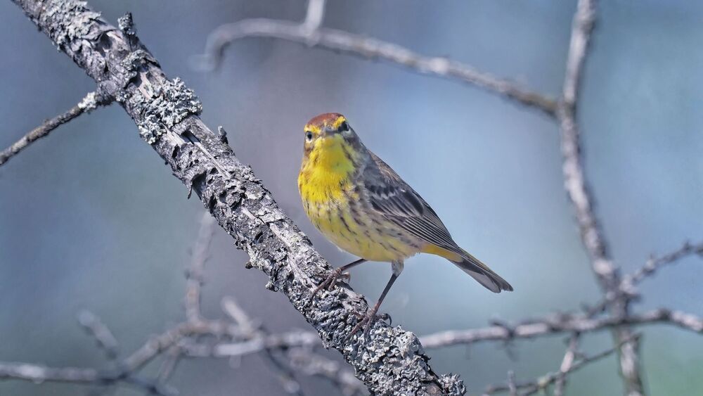 Palm warbler (Setophaga palmarum)