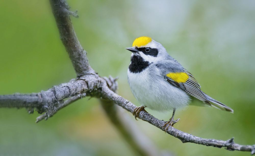 Golden-winged warbler (Vermivora chrysoptera)