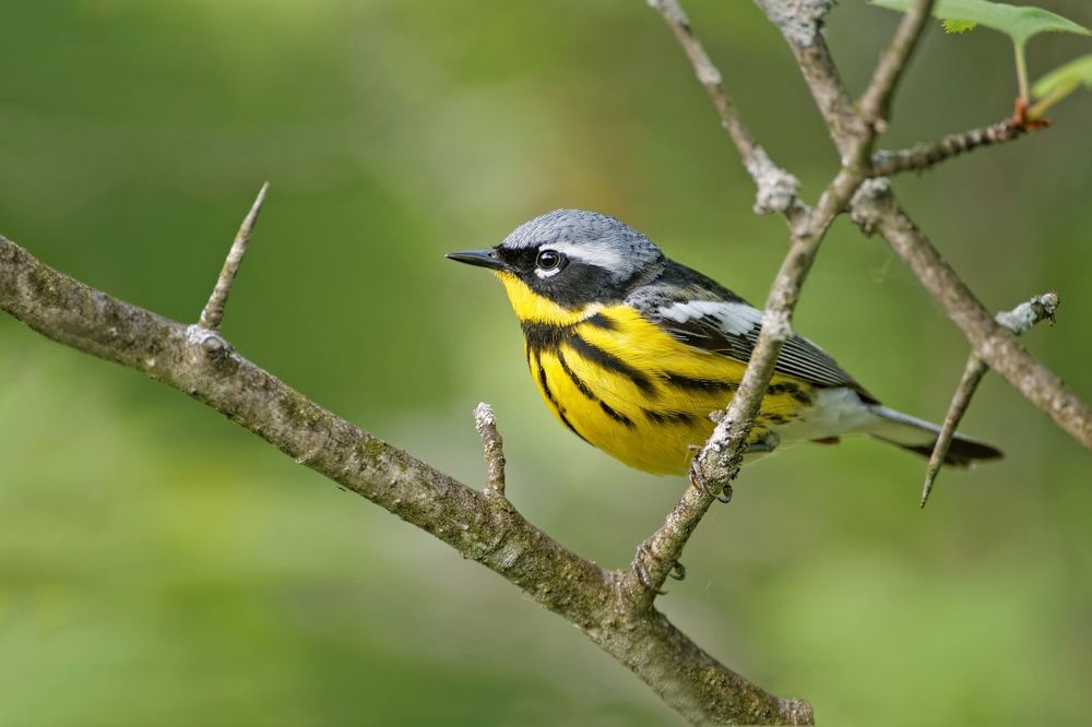 Magnolia warbler (Setophaga magnolia)