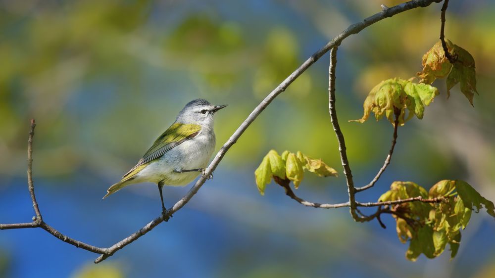 Tennessee warbler (Leiothlypis peregrina)