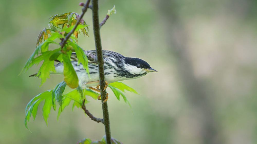 Blackpoll warbler (Setophaga striata)