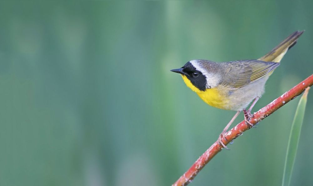 Common yellowthroat (Geothlypis trichas)