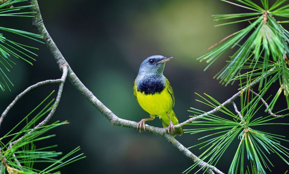 Mourning warbler (Geothlypis philadelphia)