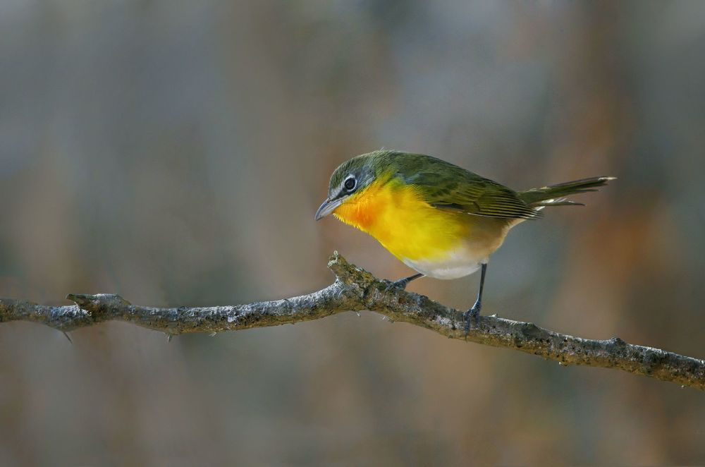 Yellow-breasted chat (Icteria virens)