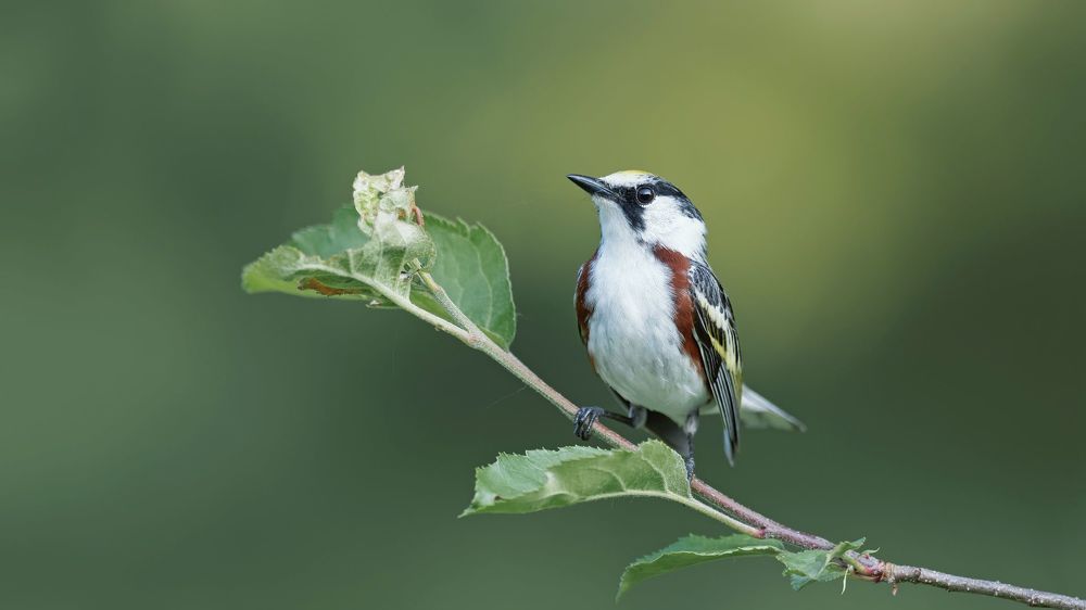 Chestnut-sided warbler (Setophaga pensylvanica)