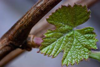 виноград (только распустился)