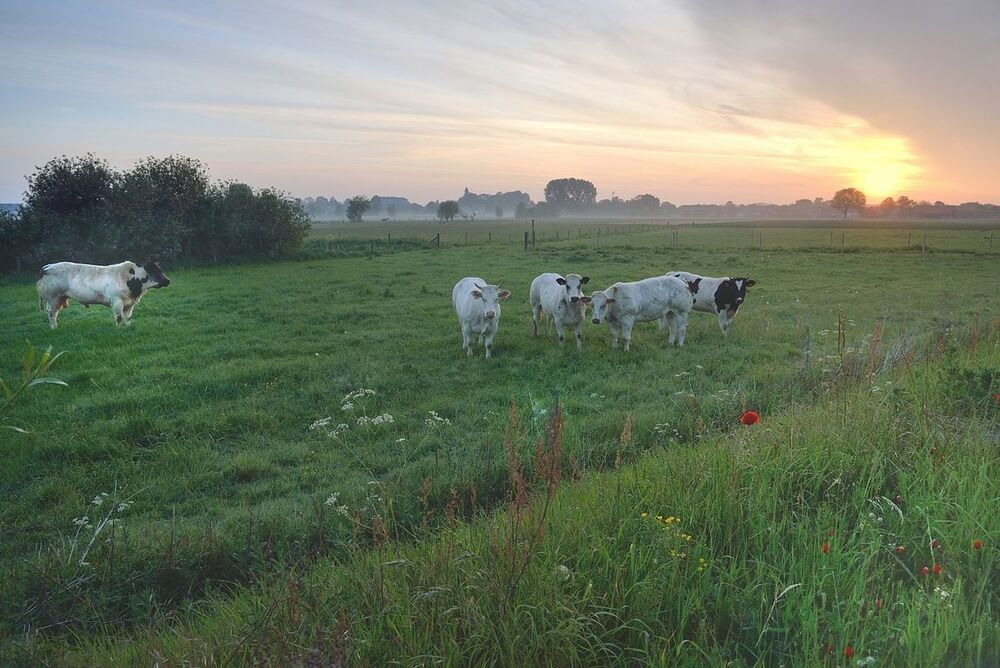 Morning in the village Werken(Belgium).