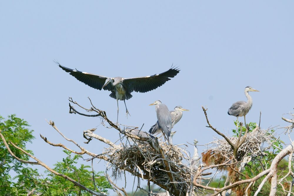 Heron's graceful movement