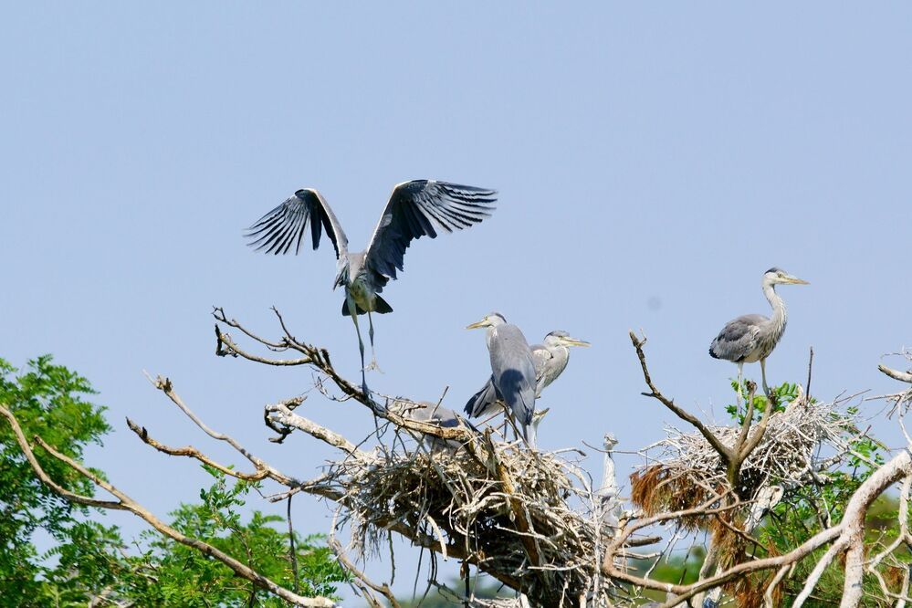 Heron's graceful movement