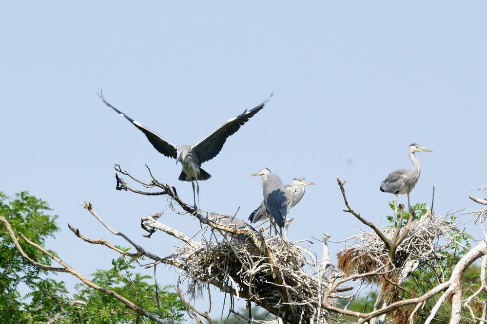 Heron's graceful movement