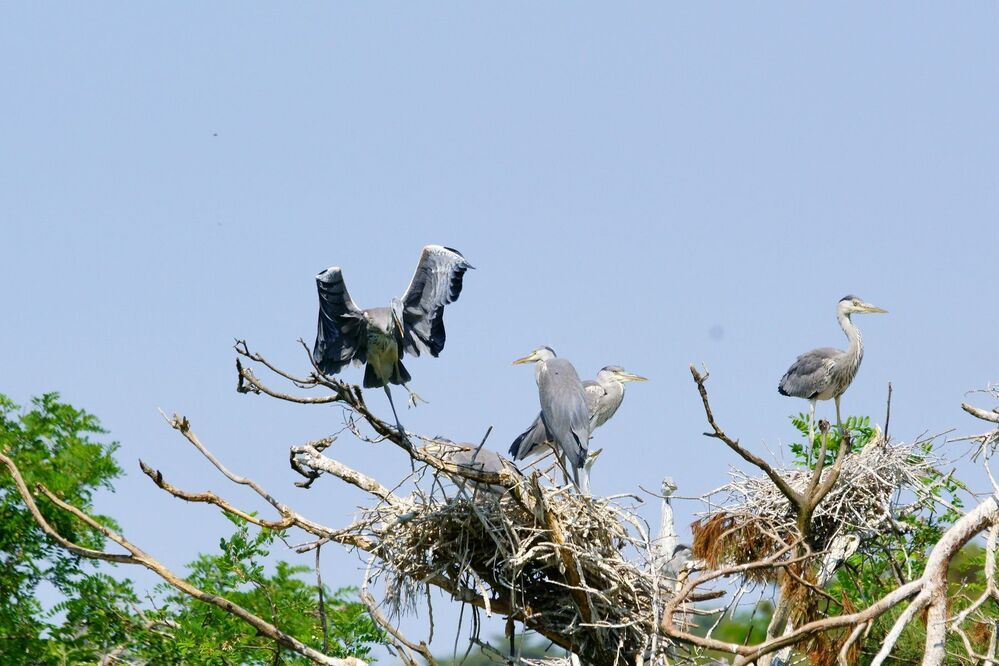Heron's graceful movement