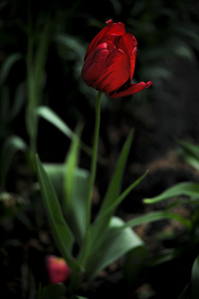 "Tulips"