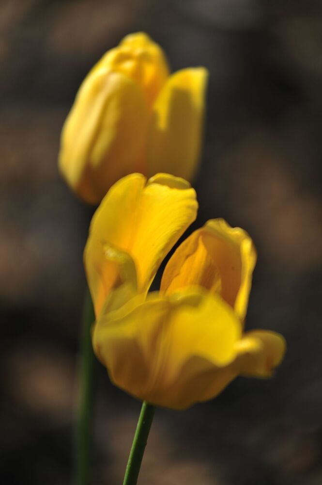"Tulips"