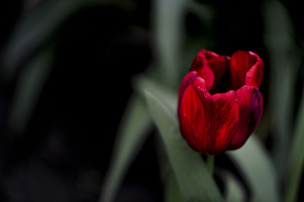 "Tulips"