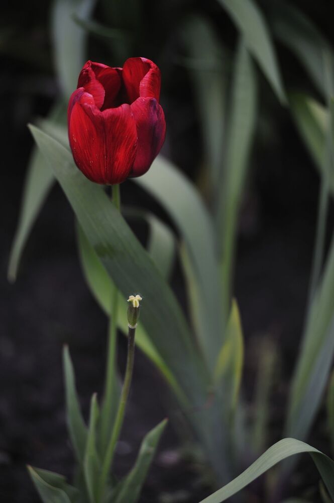 "Tulips"