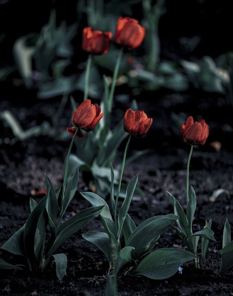 "Tulips"