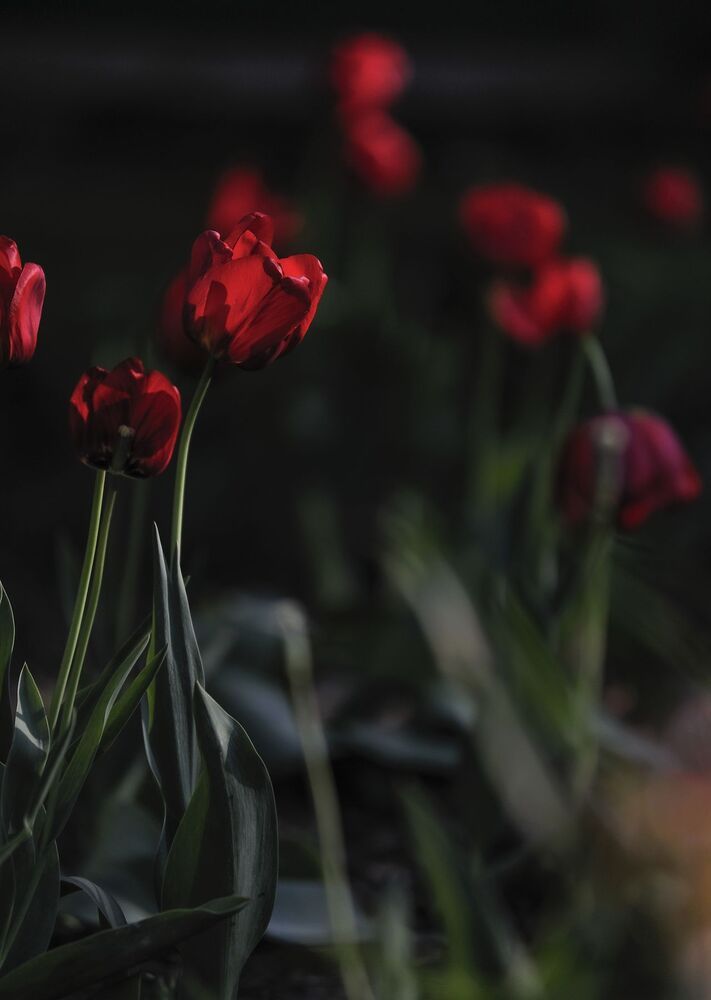 "Tulips"