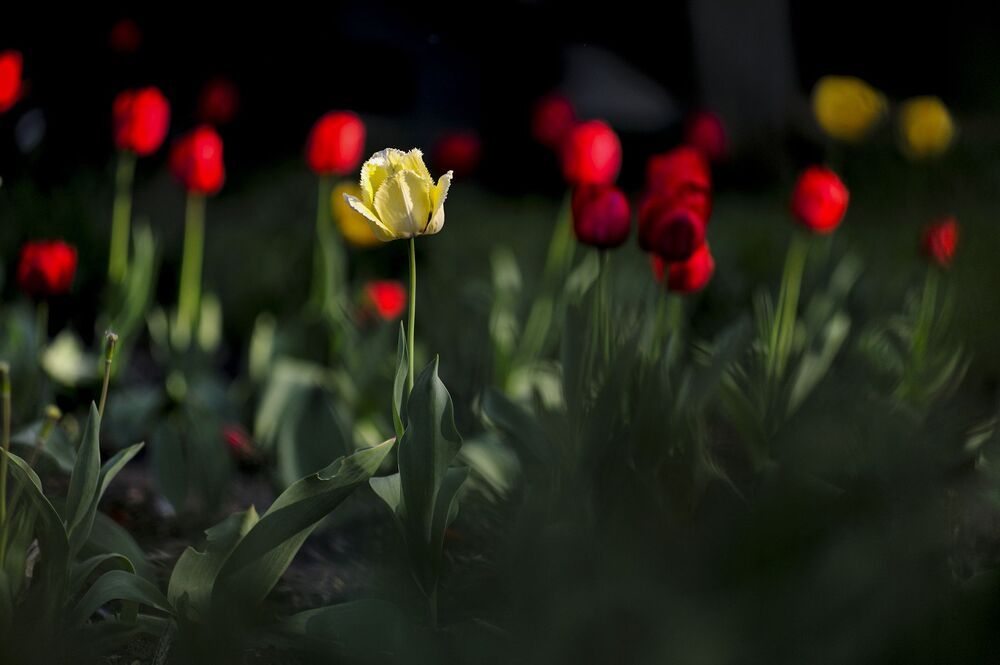 "Tulips"
