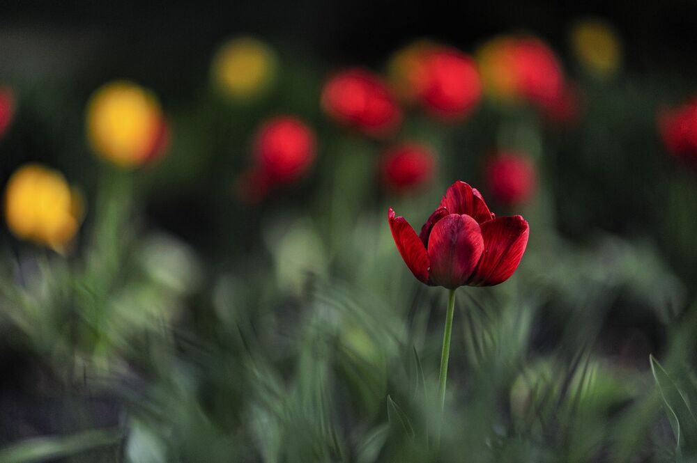 "Tulips"