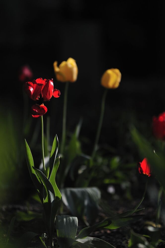 "Tulips"