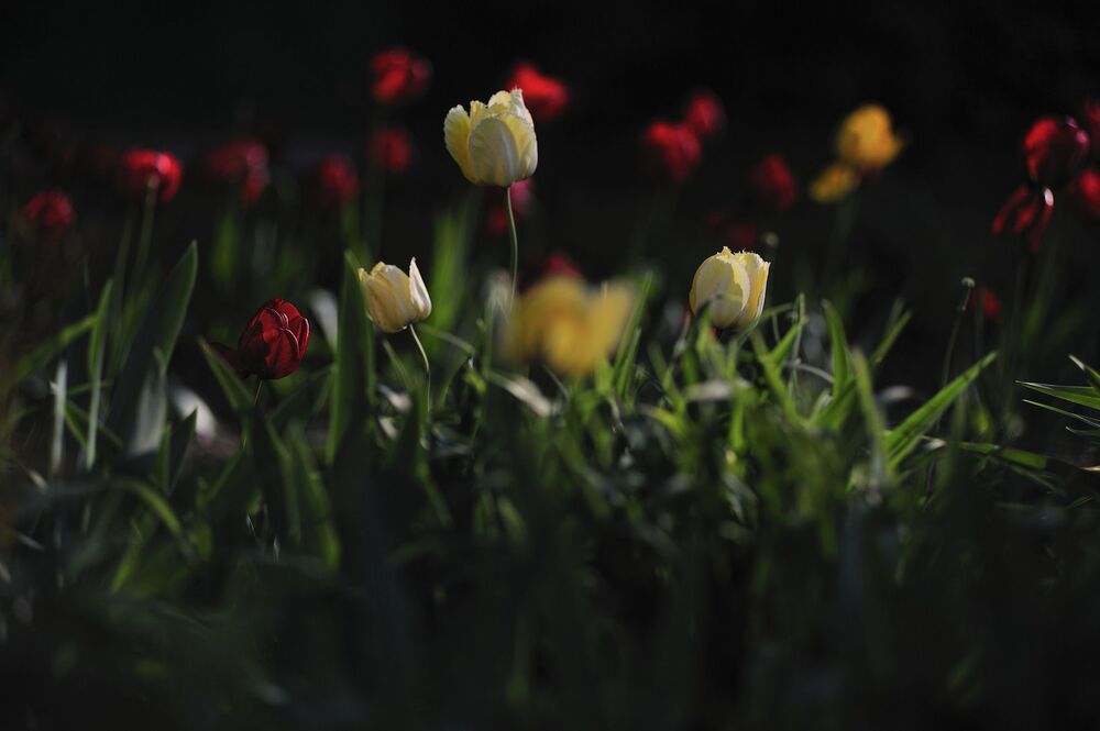 "Tulips"