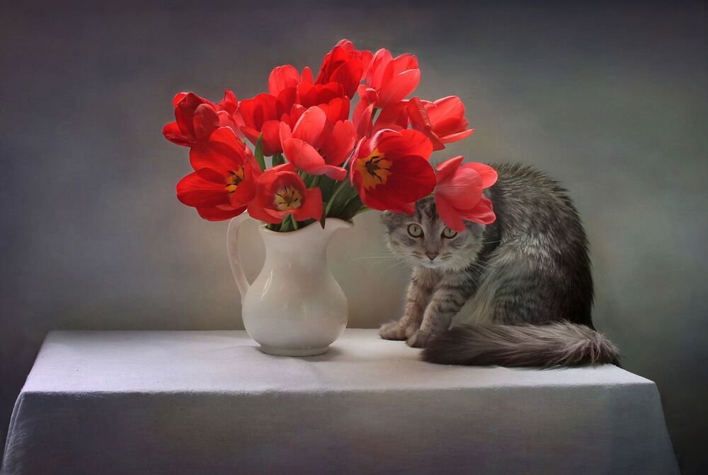 Про тюльпаны и кота :)