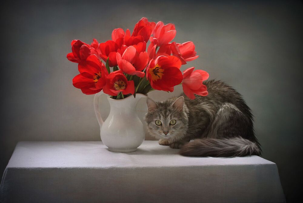 Про тюльпаны и кота :)