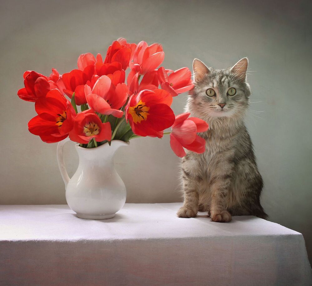 Про тюльпаны и кота :)