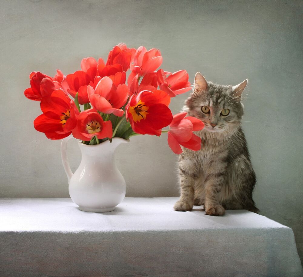 Про тюльпаны и кота :)