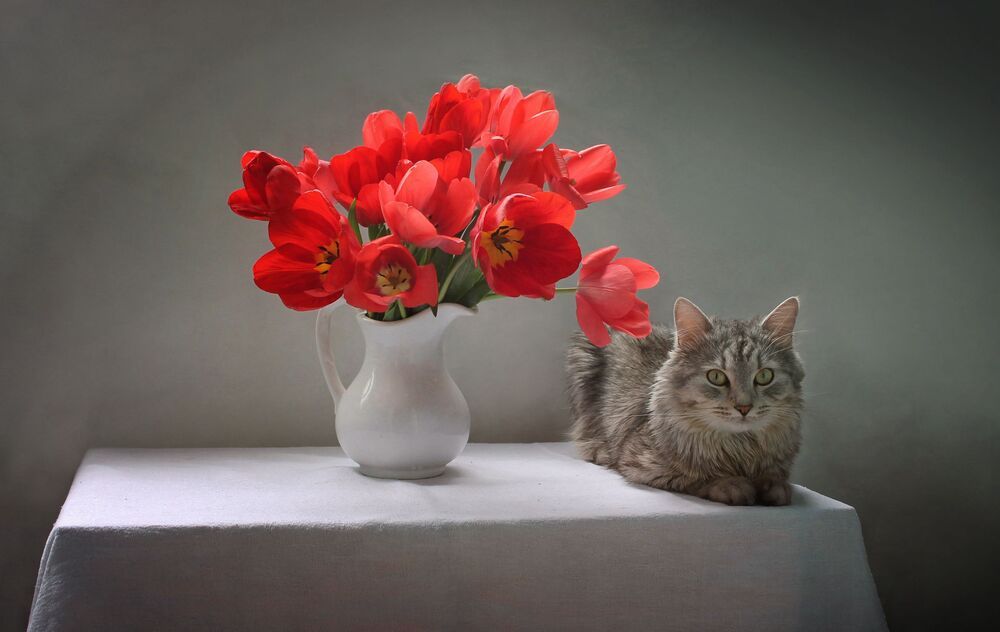 Про тюльпаны и кота :)
