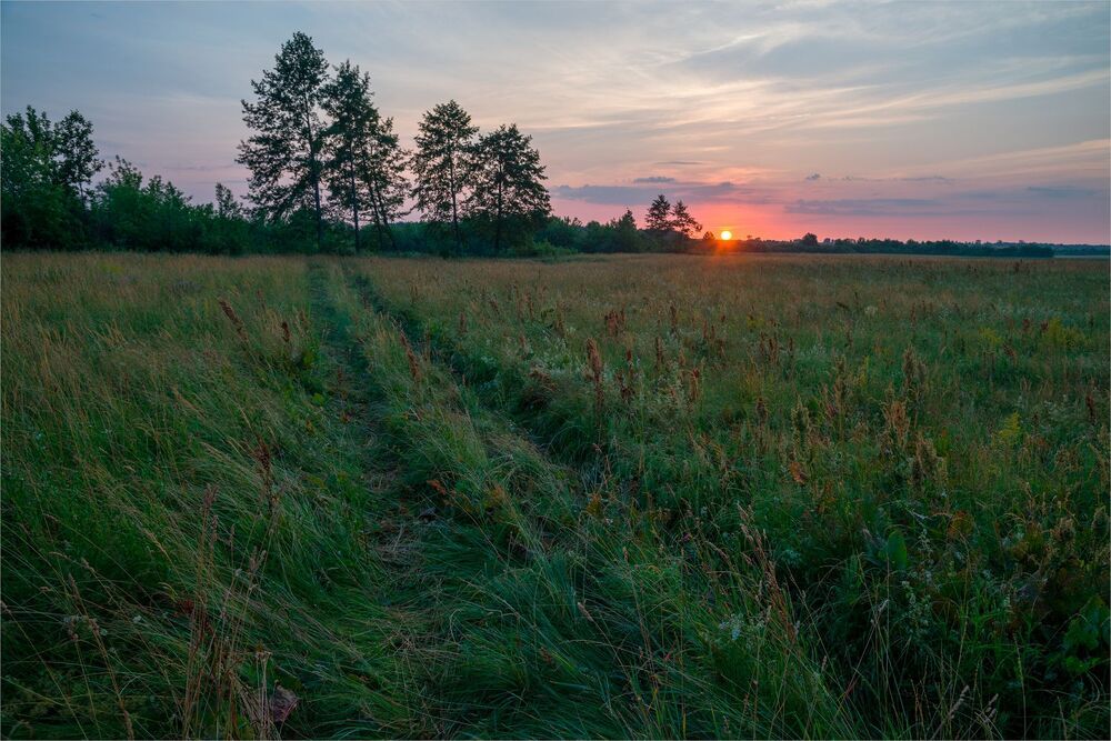 morning in the meadows...