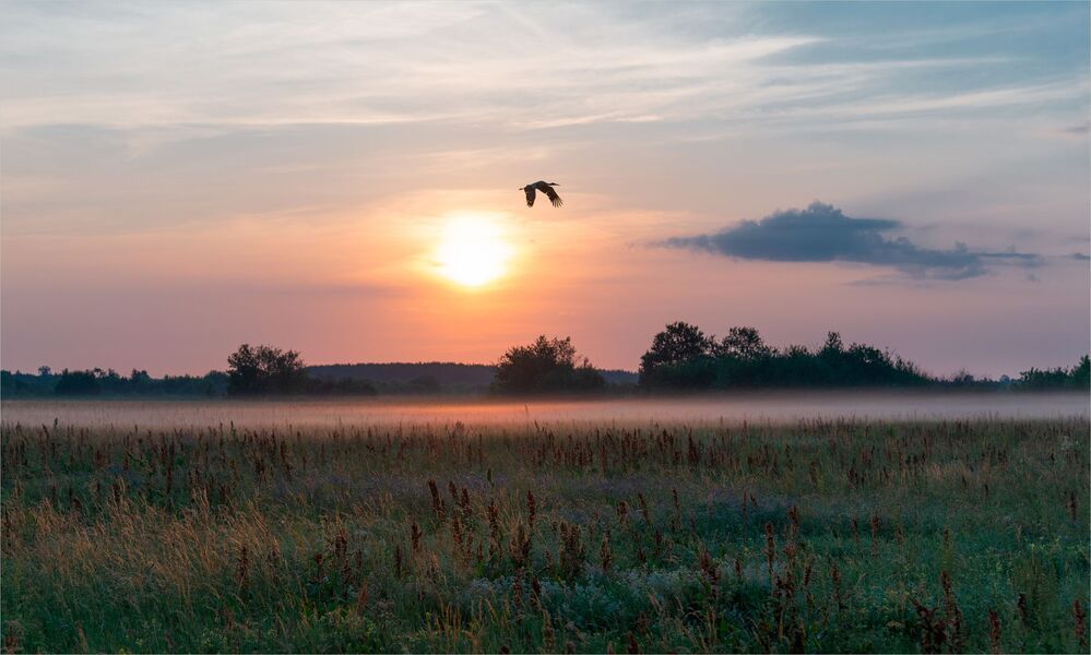 morning in the meadows...