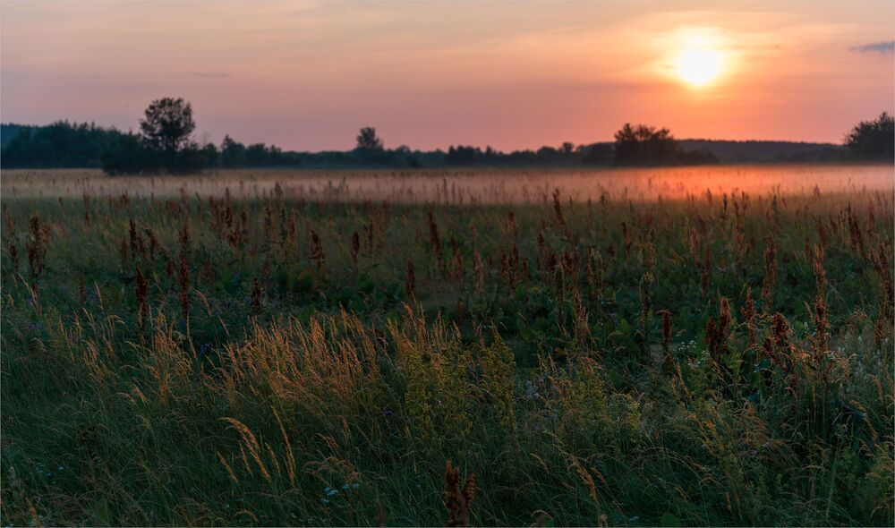 morning in the meadows...