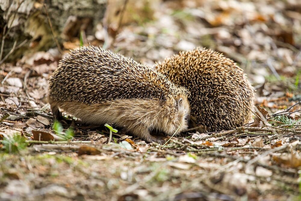 Ежиные ухаживания)