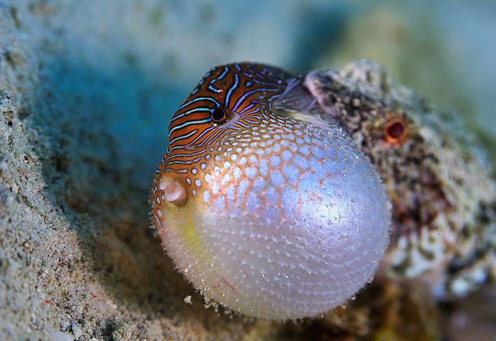 Lizardfish & False eye toby . Hunter.