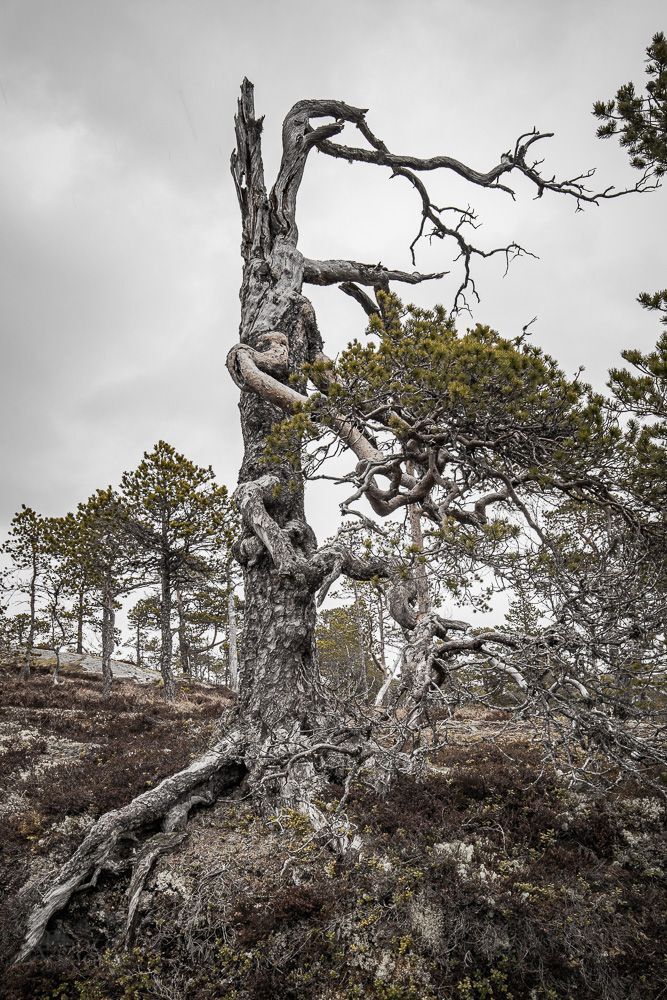 Twisted, partly dead, bent and straight