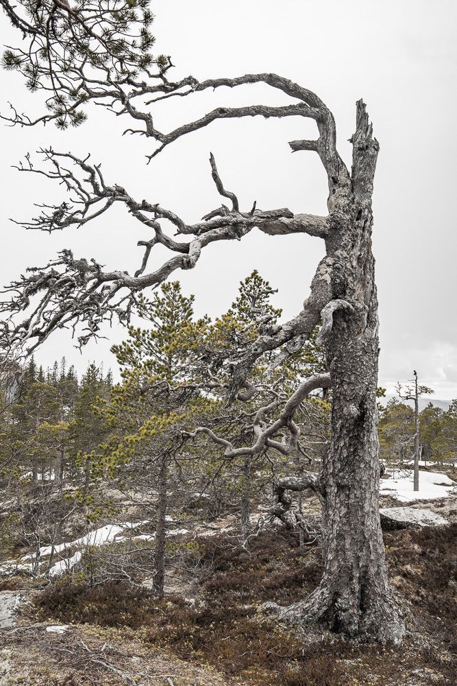 Twisted, partly dead, bent and straight