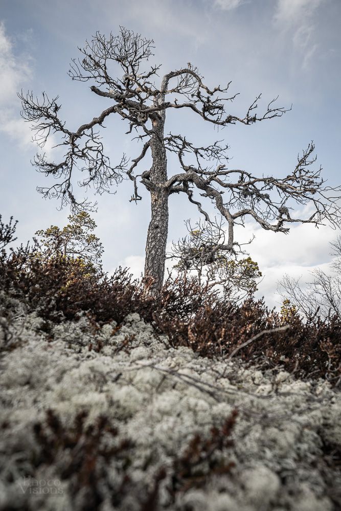 Twisted, partly dead, bent and straight