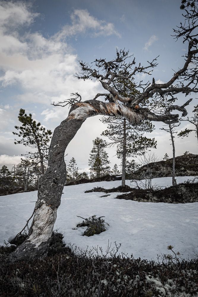 Twisted, partly dead, bent and straight