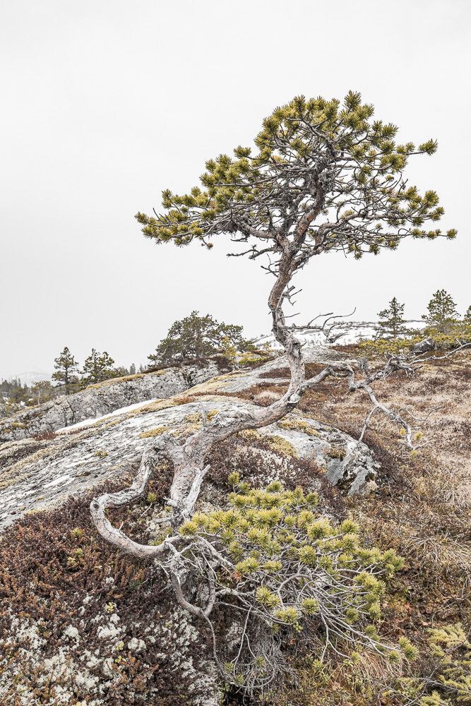 Twisted, partly dead, bent and straight