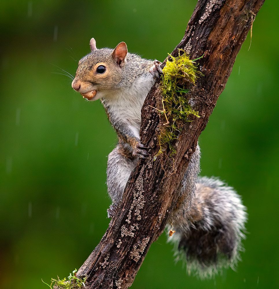 Gray squirrel - Каролинская белка