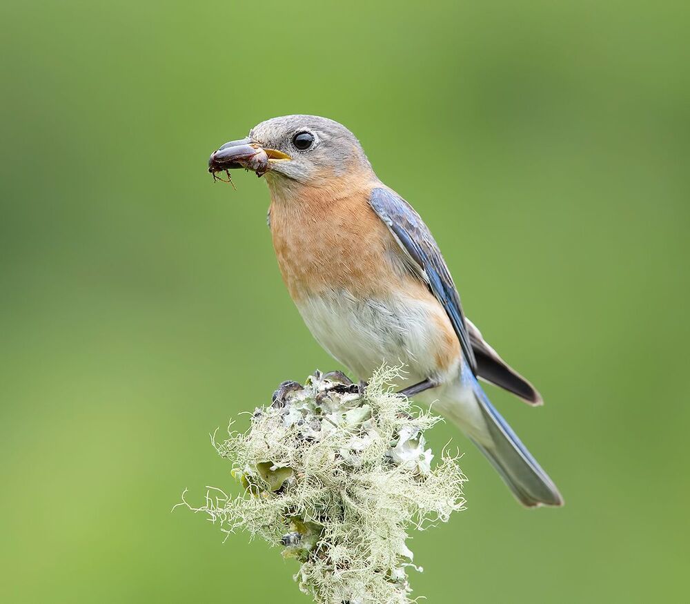 Feeding Time! Пара Восточная сиалия -   Eastern Bluebird