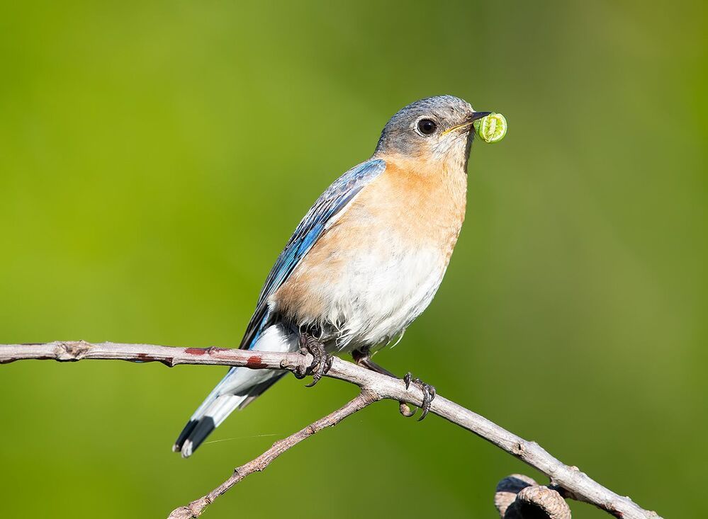 Feeding Time! Пара Восточная сиалия -   Eastern Bluebird