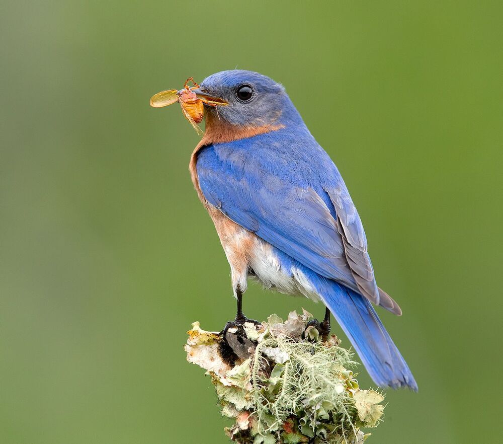 Feeding Time! Пара Восточная сиалия -   Eastern Bluebird