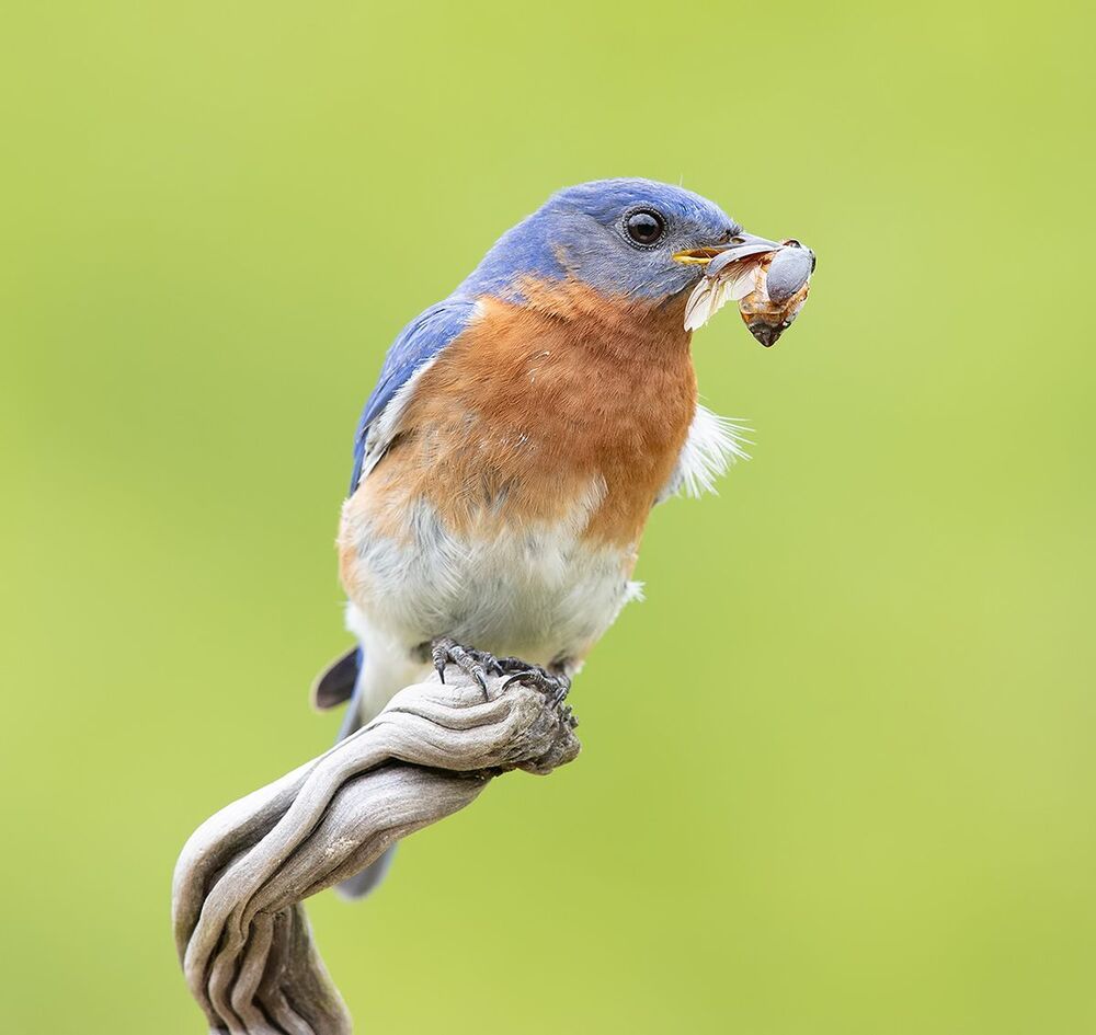 Feeding Time! Пара Восточная сиалия -   Eastern Bluebird