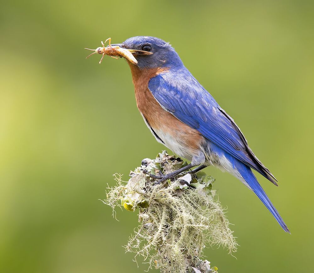 Feeding Time! Пара Восточная сиалия -   Eastern Bluebird