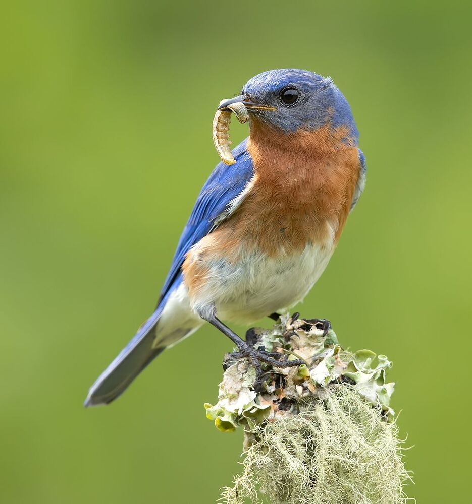 Feeding Time! Пара Восточная сиалия -   Eastern Bluebird