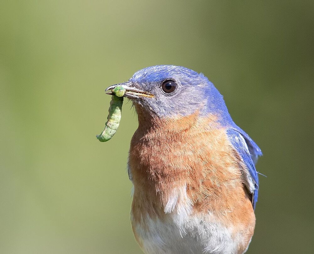 Feeding Time! Пара Восточная сиалия -   Eastern Bluebird