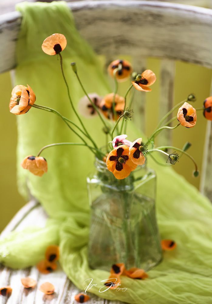 Morning poppies