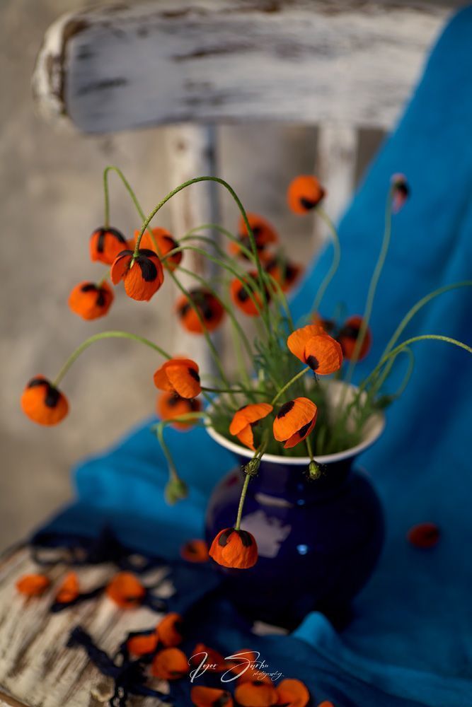 Morning poppies